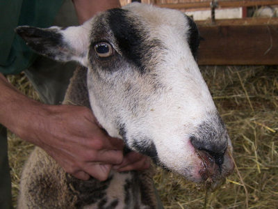 France : Premier Foyer de Fièvre Catarrhale Ovine Sérotype 3 Détecté dans le Nord