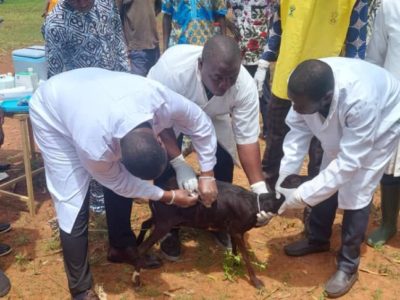 Togo : Vaccination des Petits Ruminants, un impératif pour le Capital Productif des familles pauvres