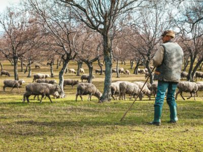 Première détection de la peste des petits ruminants (PPR) en Grèce et en Roumanie