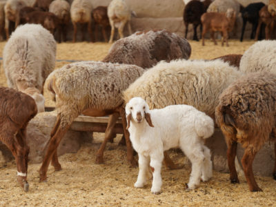 Renforcer les capacités des laboratoires en matière de détection des maladies animales