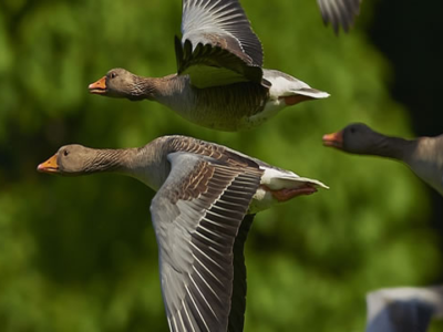 Renforcement des compétences des services vétérinaires d’Afrique de l’Ouest dans la lutte contre l’influenza aviaire hautement pathogène (IAHP)