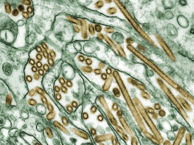 OMS : Avian Influenza A(H5N1) – United States of America