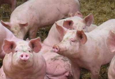 Côte d’Ivoire : Abattage de 100 000 porcs en 2024 pour contenir la Peste Porcine