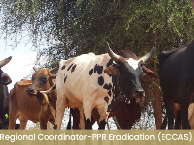 Jobs – Regional Coordinator-PPR Eradication (ECCAS)