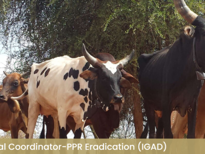 Jobs – Regional Coordinator-PPR Eradication (IGAD)