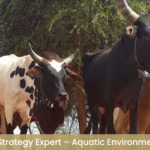 Jobs – Regional Coordinator-PPR Eradication (SADC)