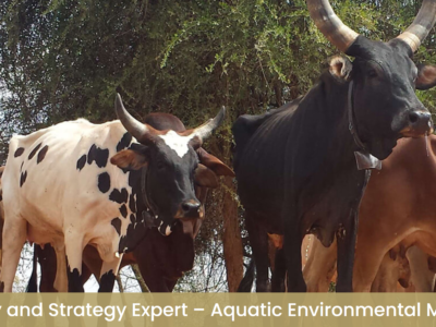 Jobs – Gender Policy and Strategy Expert – Aquatic Environmental Management