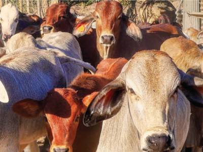 AU-IBAR : 2023 Results – Coordinating Animal Resources Development and Utilization in Africa