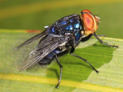 Comprendre et Lutter Contre les Myiases à Mouches Bouchères en Afrique de l’Ouest : Rejoignez le Webinaire de la FAO