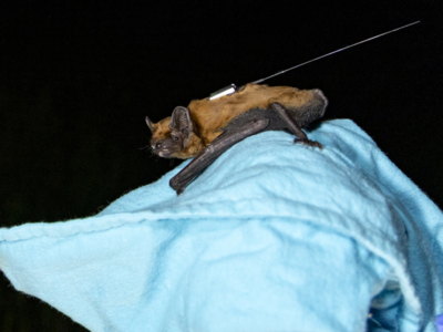 Les chauves-souris migratrices surfent sur les vents chauds pour parcourir des centaines de kilomètres