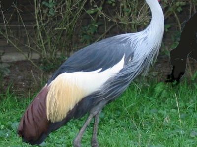 Rwanda – Olivier Nsengimana : un vétérinaire d’exception au service des grues