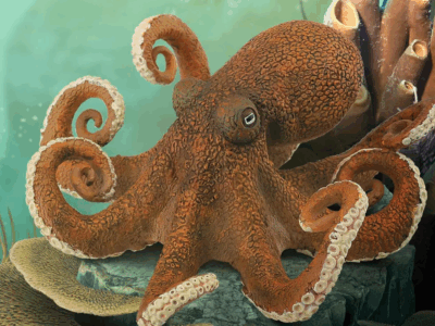 New Regional Network Formed to Support Small-Scale Octopus Fisheries in the Western Indian Ocean