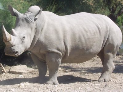 Vidéo : Réintroduction de 70 rhinocéros blancs au Rwanda