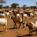 Appel à candidature : Directeur Exécutif du Centre Régional de Santé Animale (CRSA) – Commission de la CEDEAO