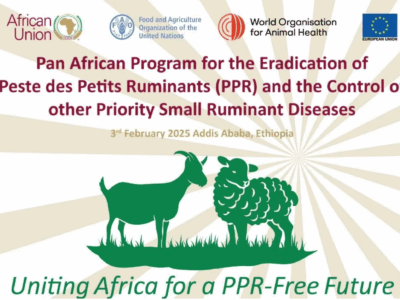 Vidéo : Launch of the Pan African Programme for the Eradication of Peste des Petits Ruminants (PPR) in Africa