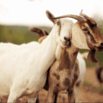 FAO: Innovation and national product branding can transform agrifood systems in Africa and Asia