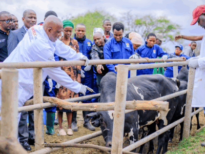 Tanzanie : une campagne nationale de vaccination du bétail pour propulser les exportations et les revenus des éleveurs