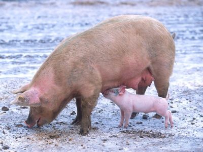 Lutte contre la peste porcine africaine : Les éleveurs de Katiola outillés pour prévenir la maladie