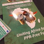 Nord-Kivu : alerte sanitaire sur les petits ruminants – suspicion de PPR dans plusieurs localités