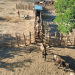 Tunisia faces legal vacuum on dangerous dogs after brutal attack in Gabès