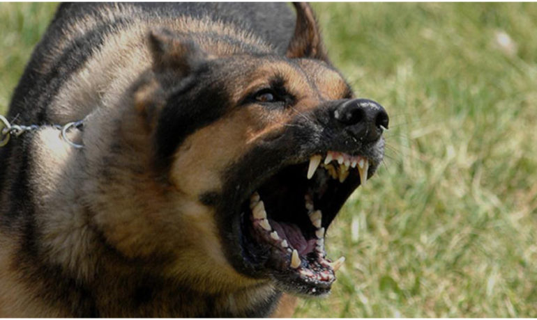A close-up of a German Shepherd with its teeth bared and mouth open in an aggressive stance, as a visual representation of the potential danger of a rabid animal