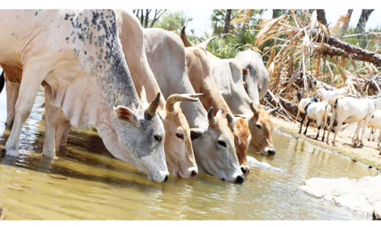 Un gros plan sur une vache africaine