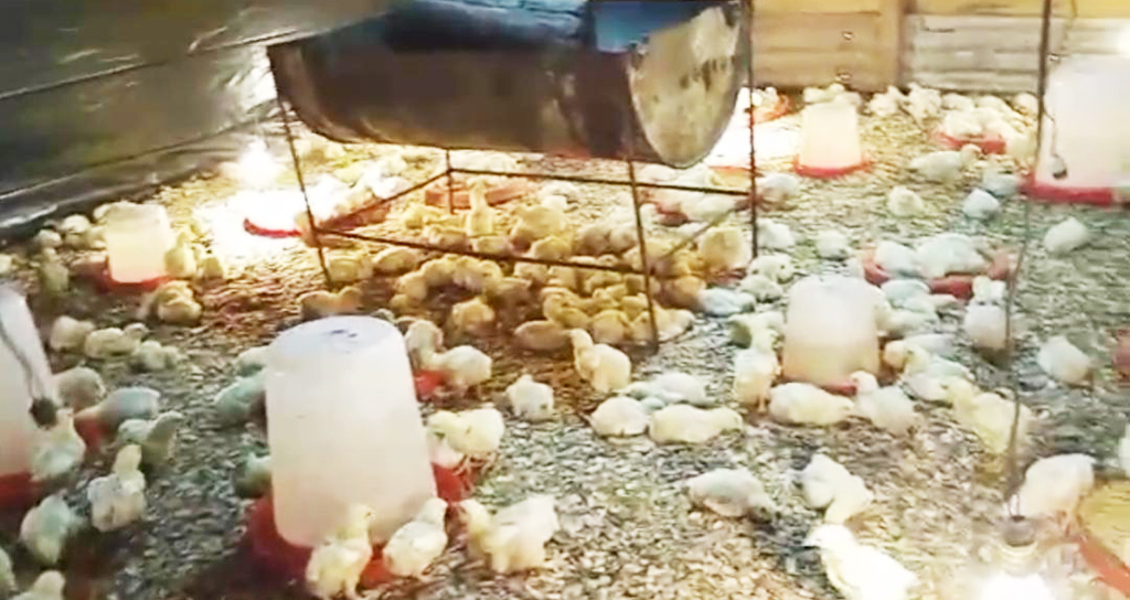 Day-old chicks require perfect temperature and clean air to thrive. The stress and compromised health that result from poor brooding conditions create a weak flock highly susceptible to HPAI. By Anubondem Godwin, 21/08/25
