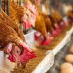 FDA conditionally approves Dectomax‑CA1 (Doramectin) to combat terrifying screwworm in cattle