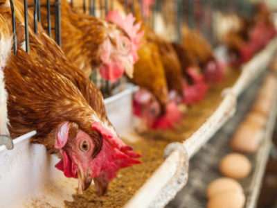 Africa’s Fight Against Bird Flu is a Race Against Time