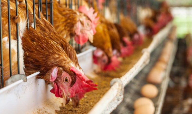 Close-up of commercial layer hens in cages eating from a trough, with eggs visible on the collection belt