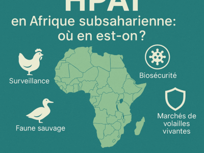 Afrique subsaharienne – HPAI : nouveaux foyers et mesures d’urgence (FAO, 14 août 2025)