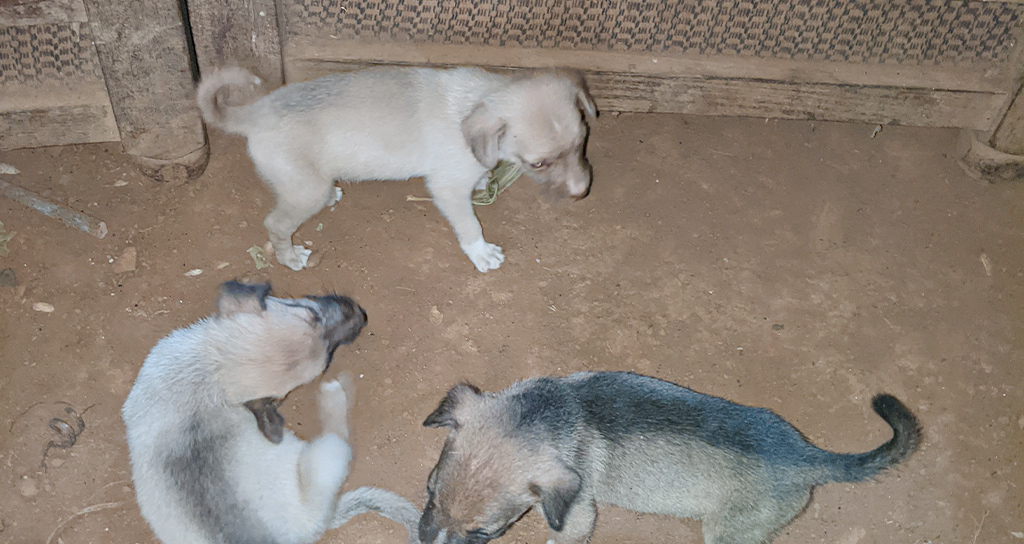 A shot of three small, innocent puppies on the dirt floor of a village living space, likely in Cameroon. Their vulnerable presence underscores the critical importance of rabies prevention efforts in communities