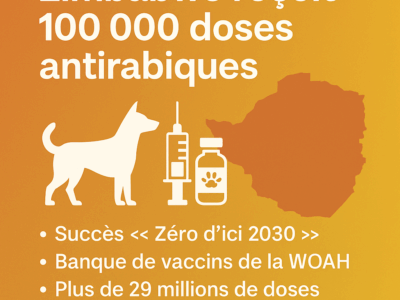 Zimbabwe reçoit 100 000 doses de vaccin antirabique de l’OMSA