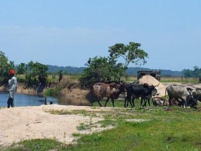 The Silence of the Bloem Show: A Case Study in the Economic and Biosecurity Cost of Foot-and-Mouth Disease