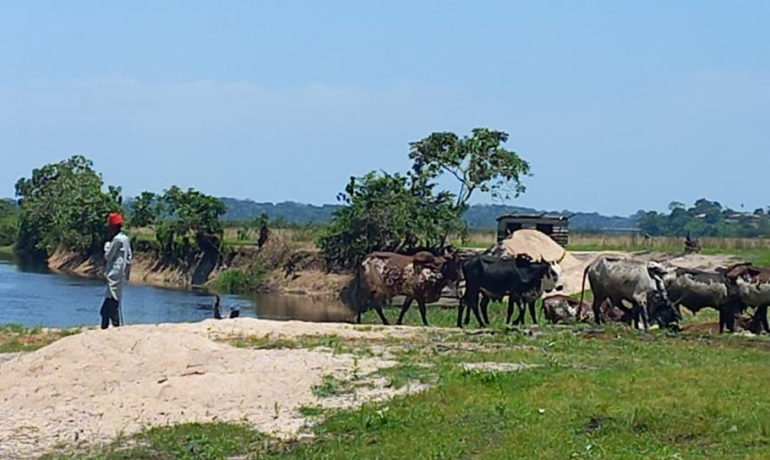 Cattle being herded near a river in a rural farming area.