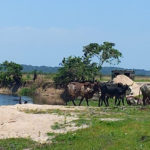Burundi lance son mécanisme national One Health
