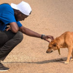 Africa’s Veterinary Crisis in Waiting: The Unseen Threat to One Health and Food Security