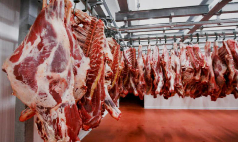 Beef carcasses hanging in a meat processing facility, Namibia