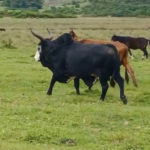 Le Marché de la Santé Animale en Afrique