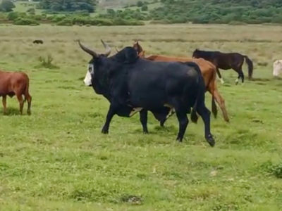 FDA conditionally approves Dectomax‑CA1 (Doramectin) to combat terrifying screwworm in cattle