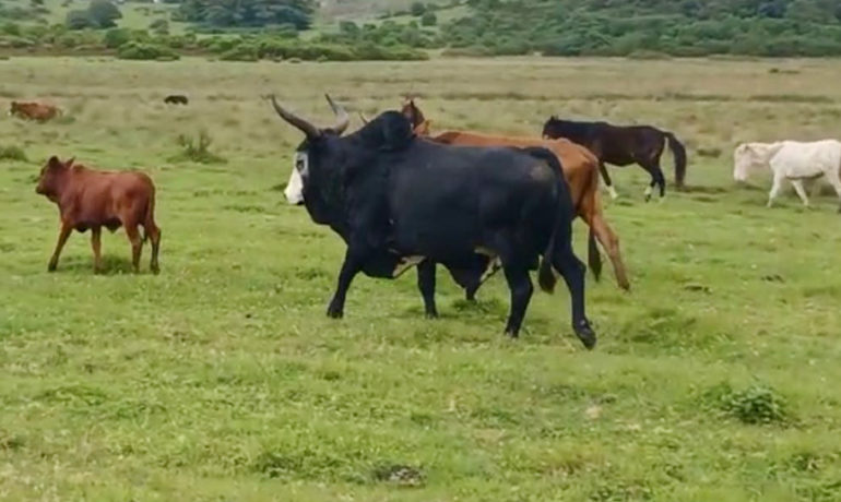 Mixed herd of cattle, including a large black bull and smaller brown calves, grazing in a lush green African pasture