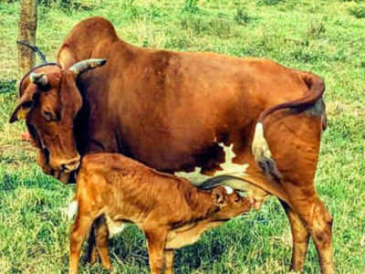 FMD Outbreak in Mozambique: A Regional Wake-Up Call for Animal Health Policy