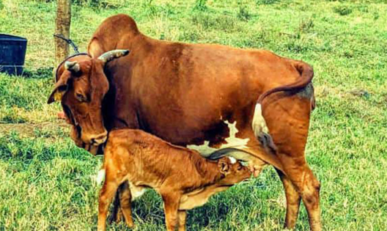 Cattle grazing in a green field