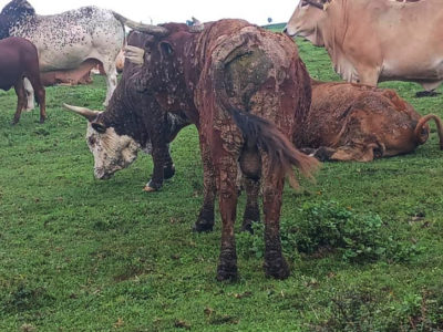 From the Savanna to Spain: What the Lumpy Skin Disease Crisis Means for African Farmers