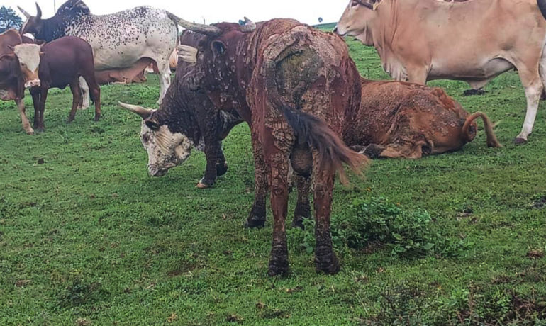 A group of cattle grazing on a grassy field, with several showing raised skin nodules and lesions characteristic of Lumpy Skin Disease.