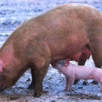 FMD Outbreak in Mozambique: A Regional Wake-Up Call for Animal Health Policy