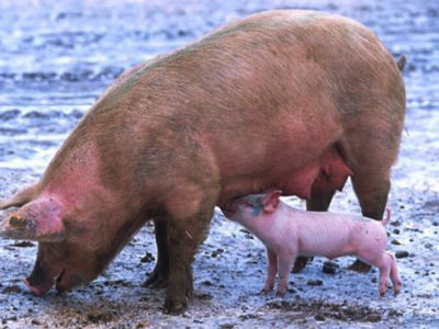 De Taïwan à Lomé : La Peste Porcine Africaine impose une réponse mondiale