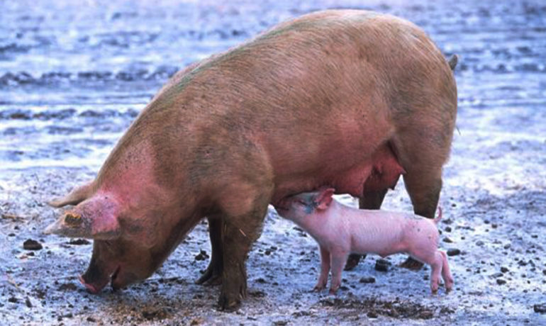 Une truie et son porcelet dans un élevage, symbolisant la vulnérabilité des populations porcines et l'enjeu de la sécurité alimentaire face à la Peste Porcine Africaine