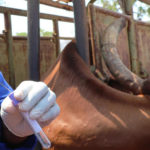 COP30: Can Africa Learn from Brazil’s Livestock Revolution?