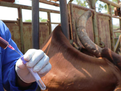 Zimbabwe et Cambodge : un retour concret sur l’investissement contre la RAM